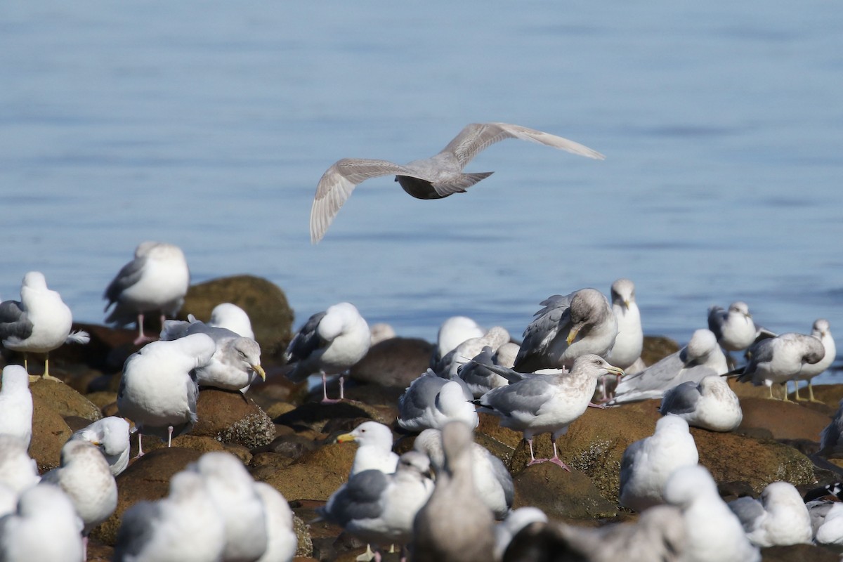 アイスランドカモメ（glaucoides） - ML423154511