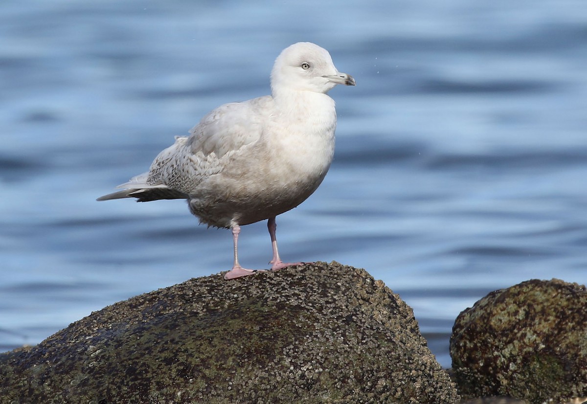 Gaviota Groenlandesa (glaucoides) - ML423154581