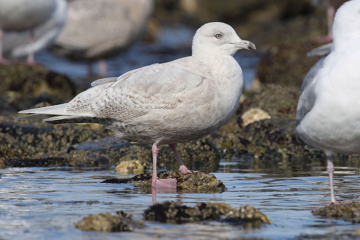 Gaviota Groenlandesa (glaucoides) - ML423154621