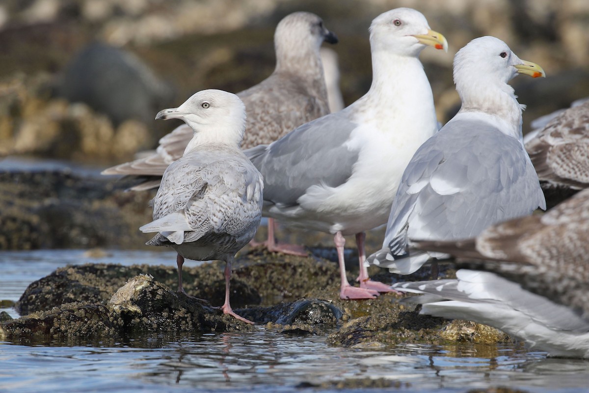 Iceland Gull (glaucoides) - Liam Singh