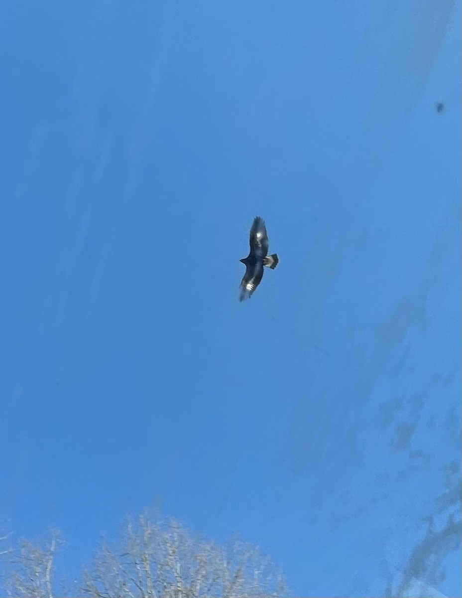 Golden Eagle - ML423155091