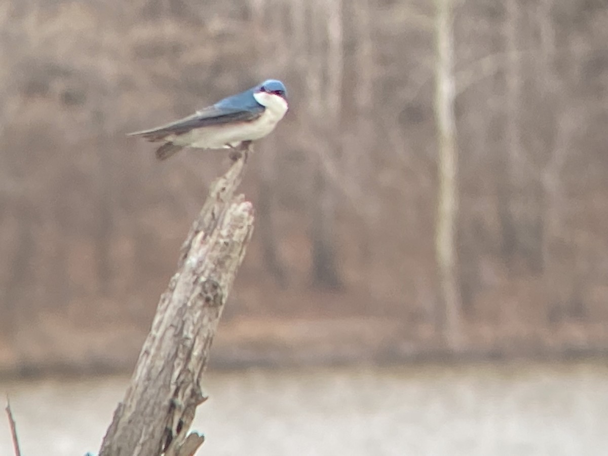 Tree Swallow - ML423155701