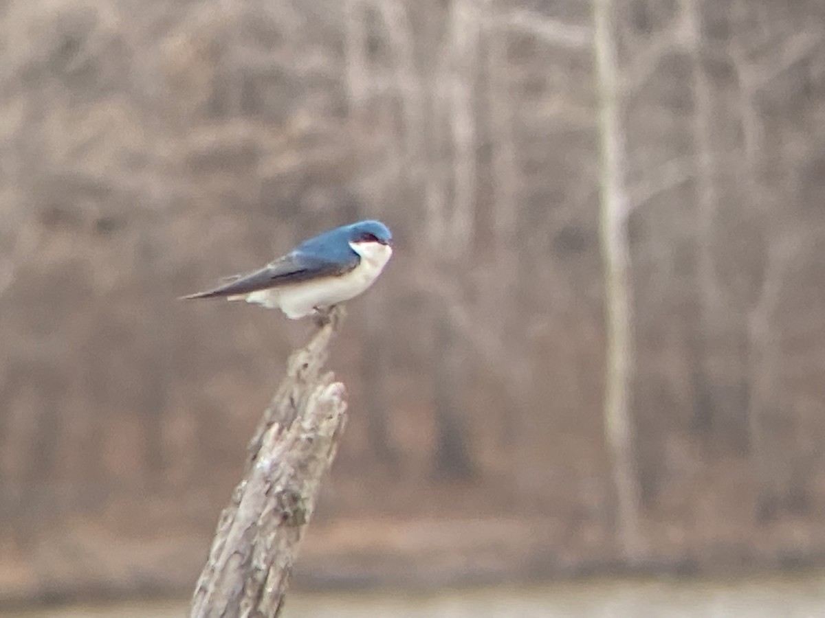 Tree Swallow - ML423155721