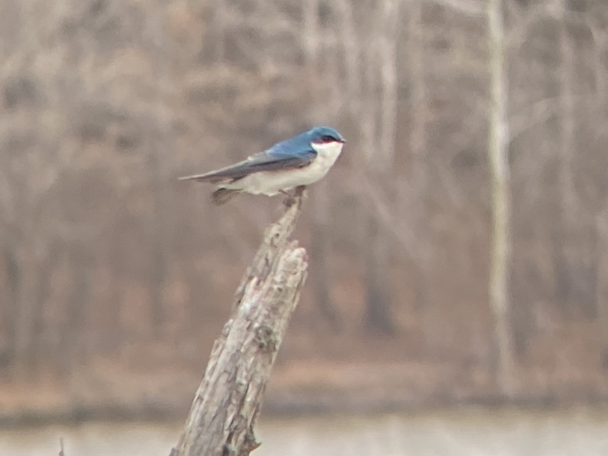 Tree Swallow - ML423155731
