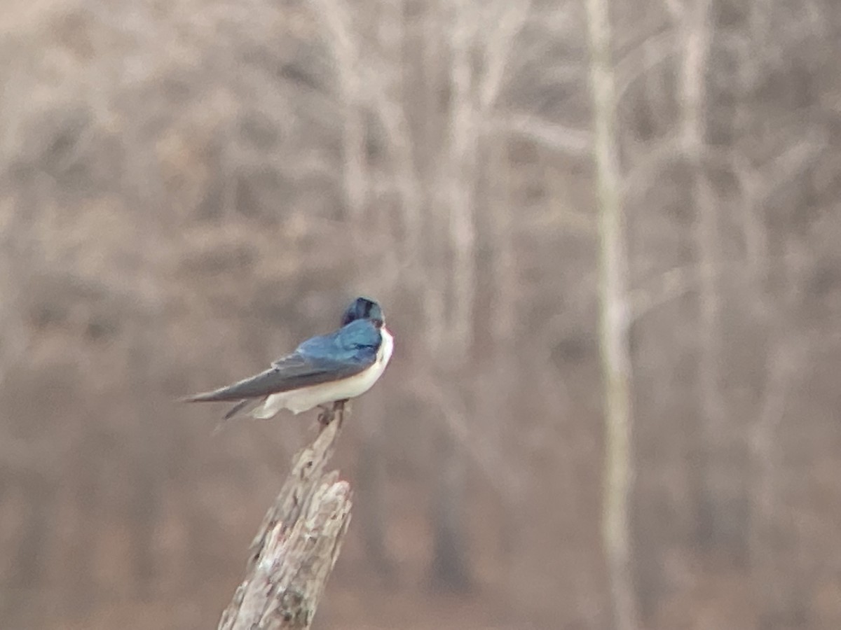 Tree Swallow - ML423156261