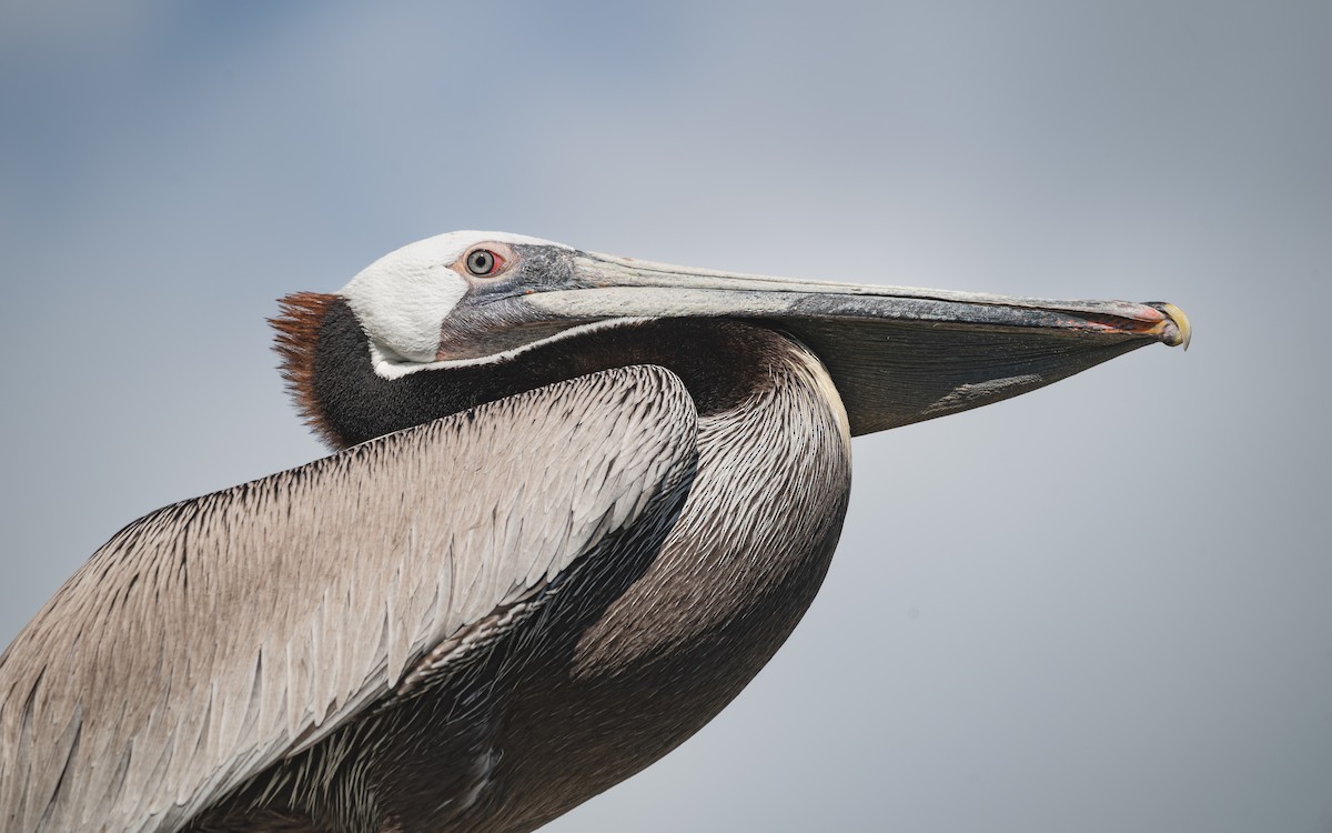 Brown Pelican - Alex Castelein