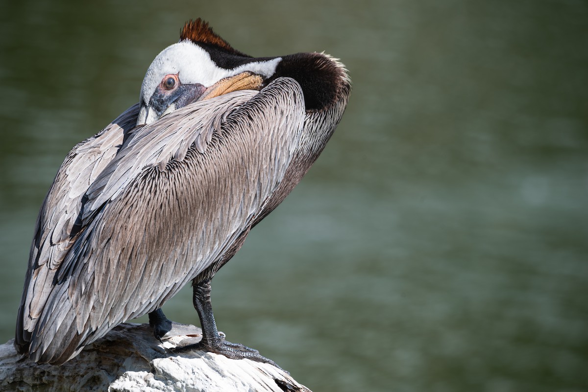 Brown Pelican - Alex Castelein