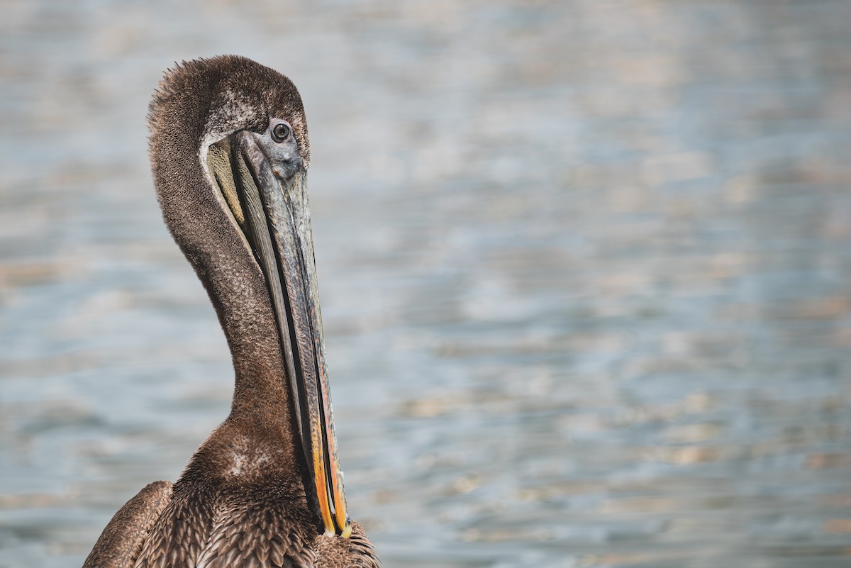 Brown Pelican - Alex Castelein