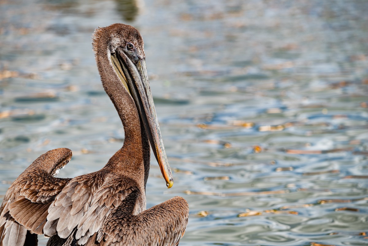 Brown Pelican - Alex Castelein
