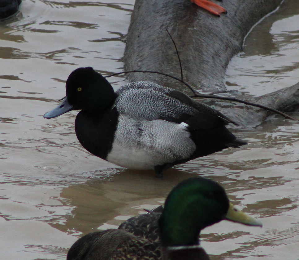 Lesser Scaup - ML423157061