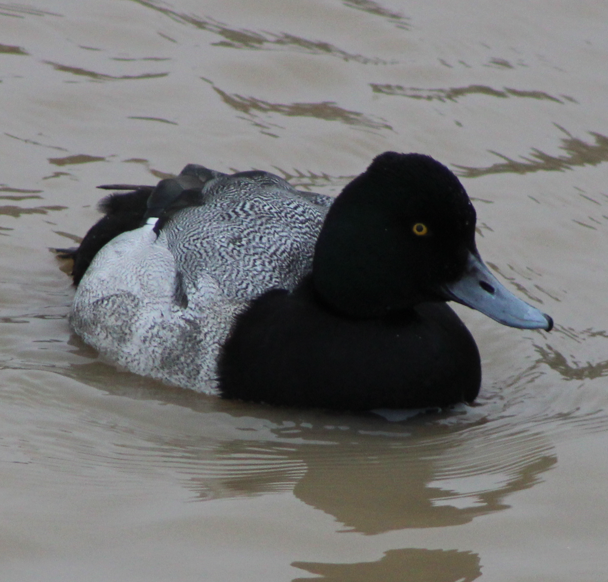 Lesser Scaup - ML423157081