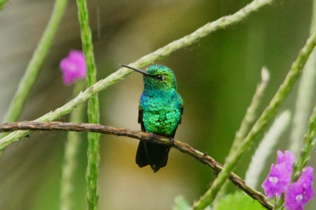 Blue-tailed Emerald - ML423157771