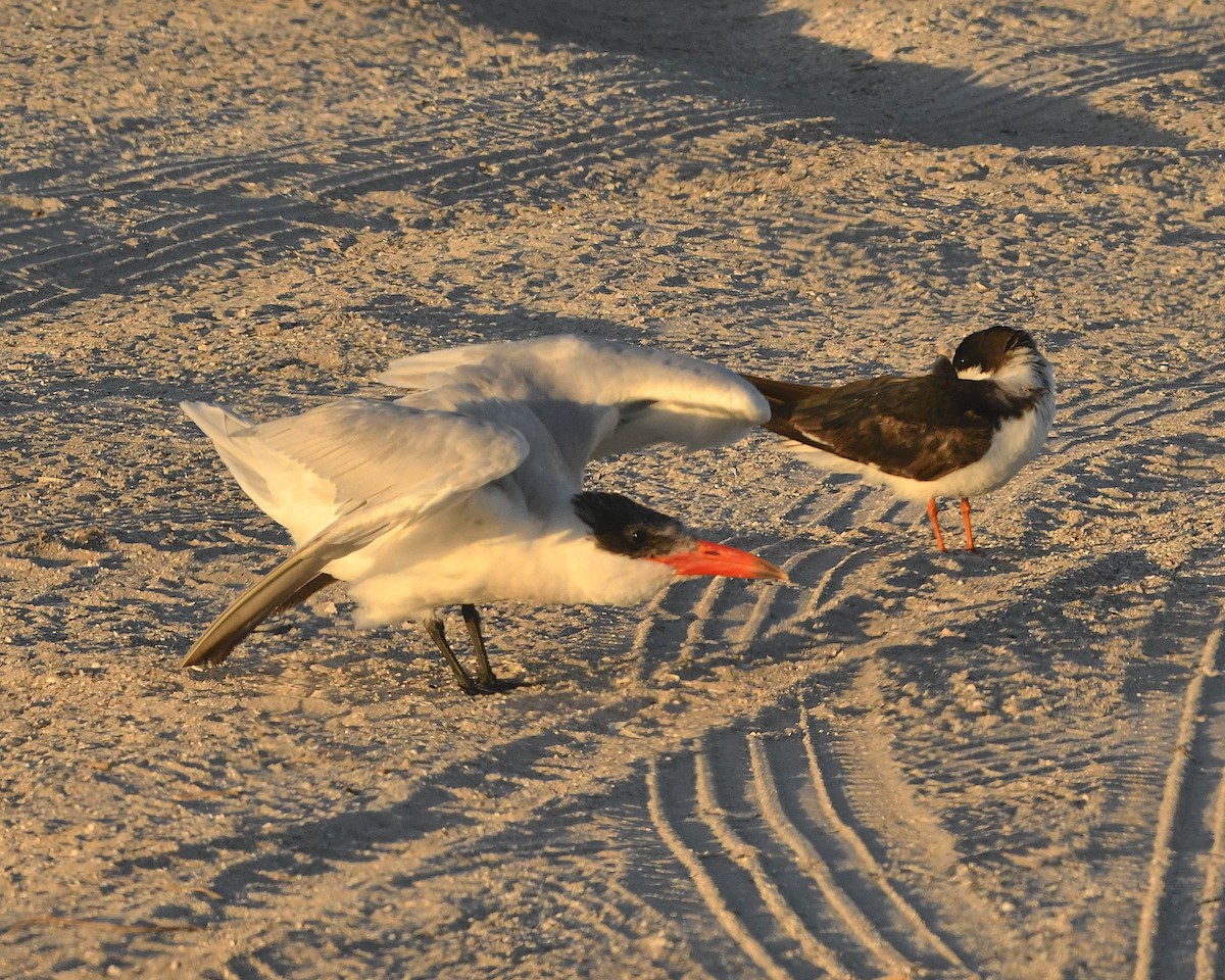 Black Skimmer - ML423158241