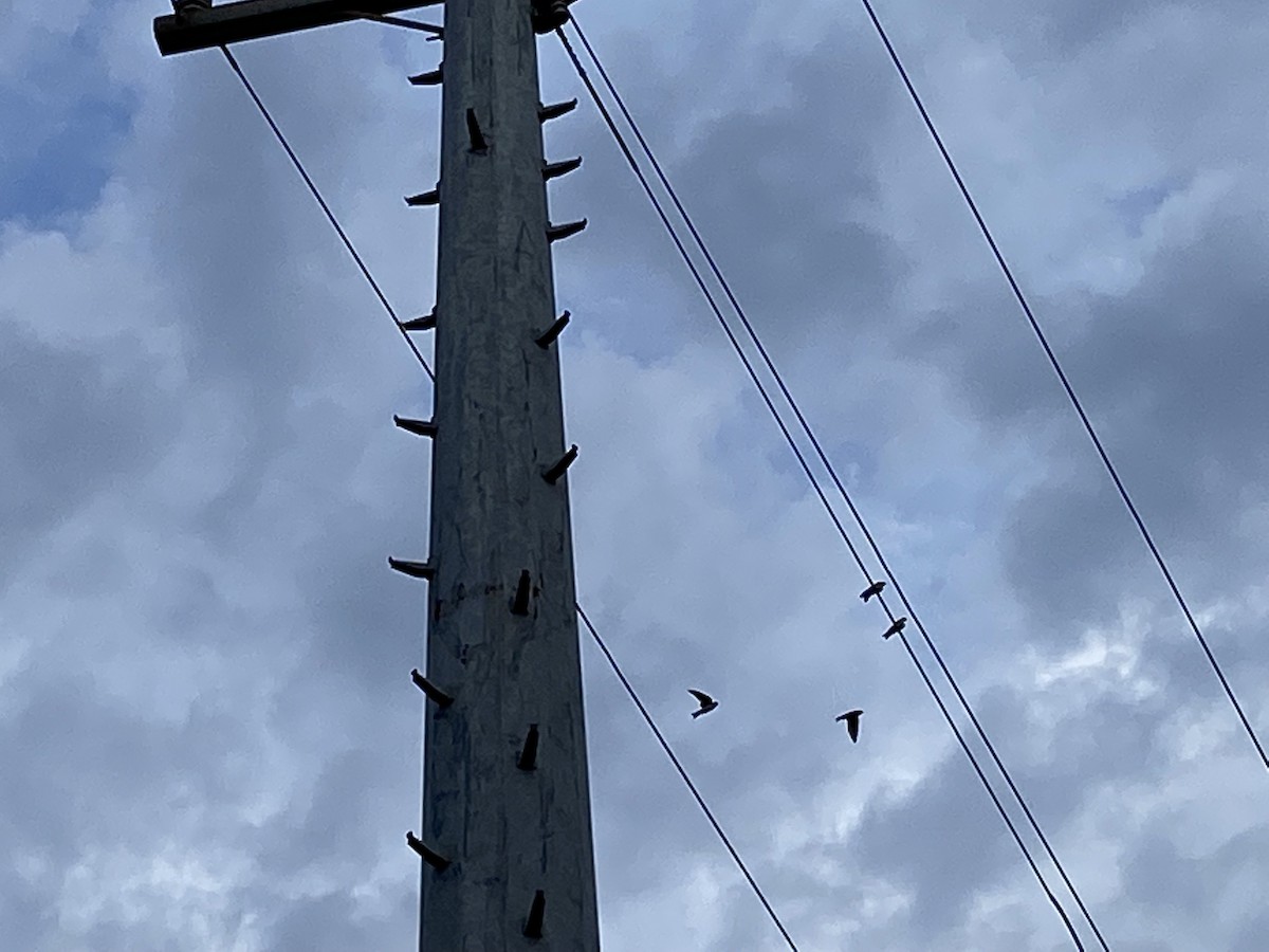 Tree Swallow - ML423158491