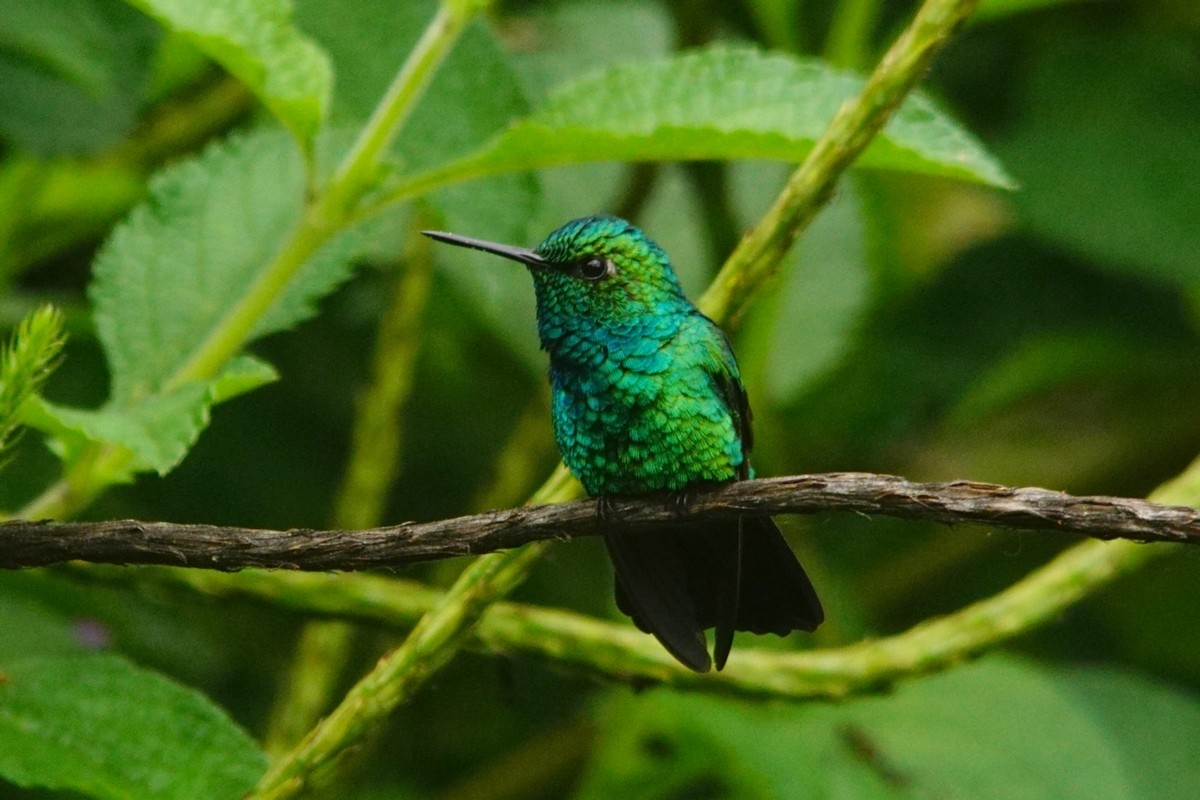 Blauschwanz-Smaragdkolibri - ML423161641