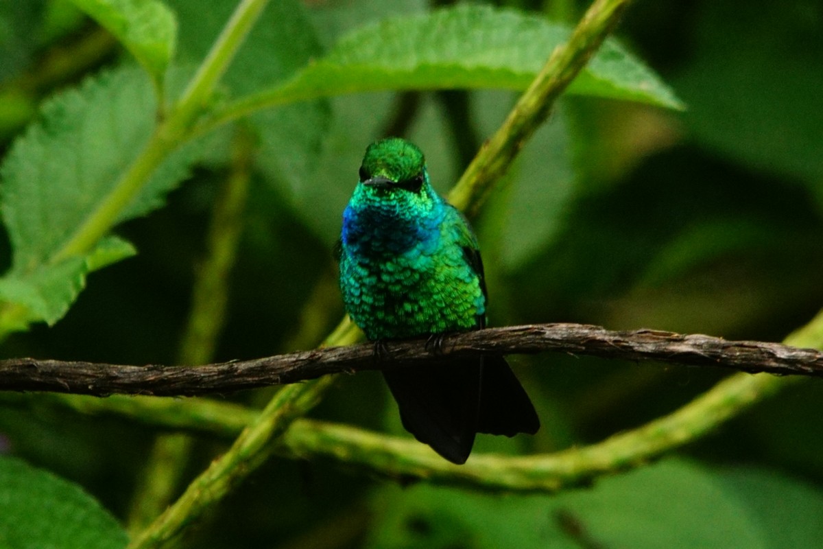 kolibřík modroocasý - ML423161731