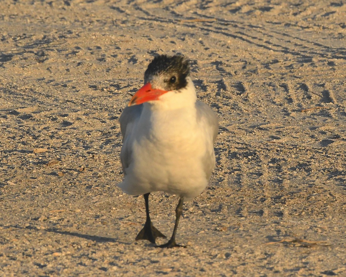 Caspian Tern - Ted Wolff