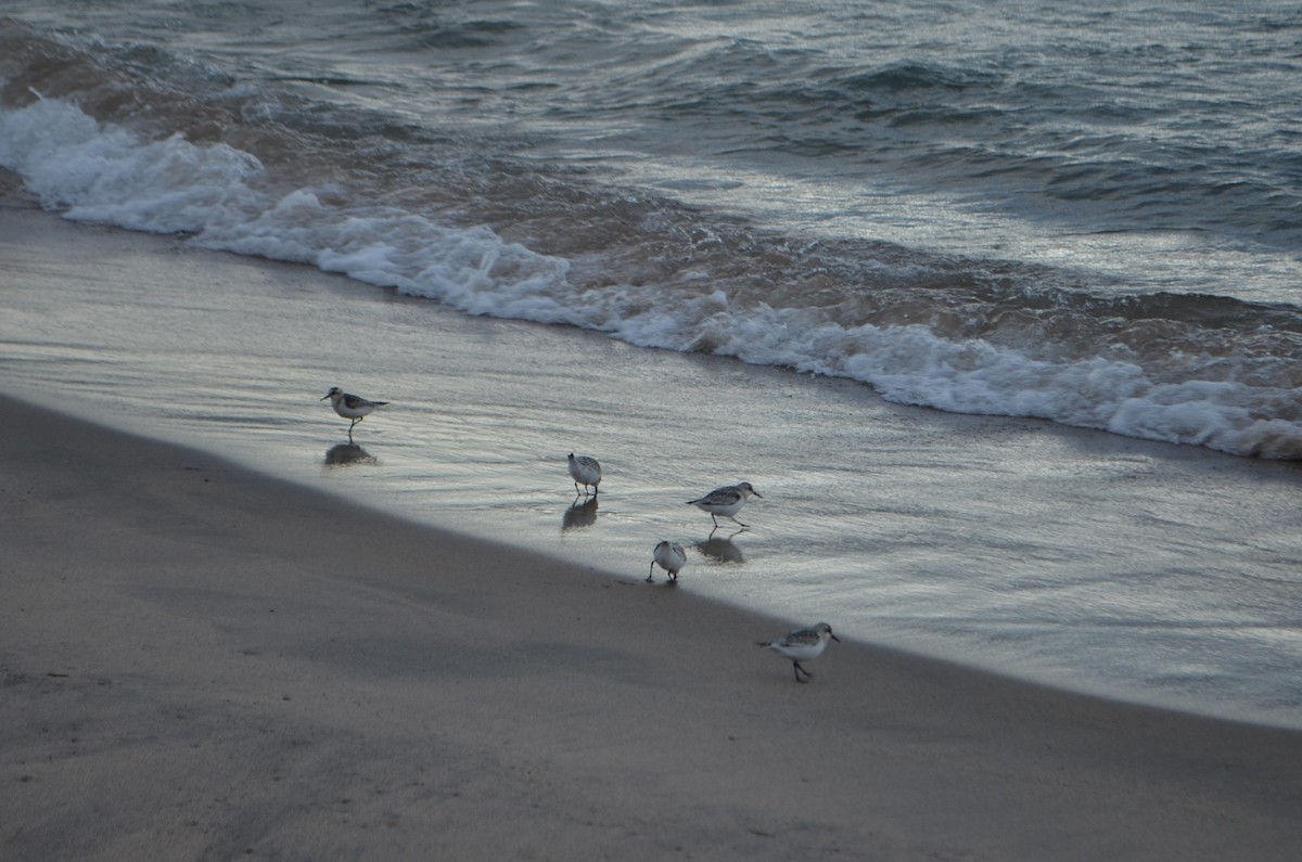 Semipalmated Plover - ML423162741