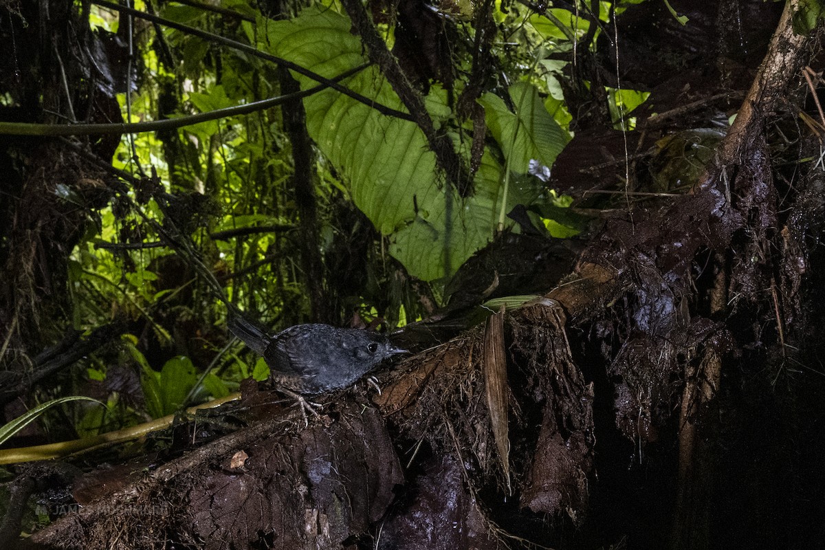 Ecuadorian Tapaculo - ML423166361