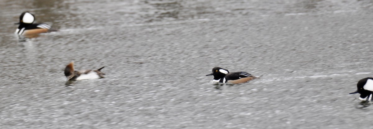 Hooded Merganser - ML423166871