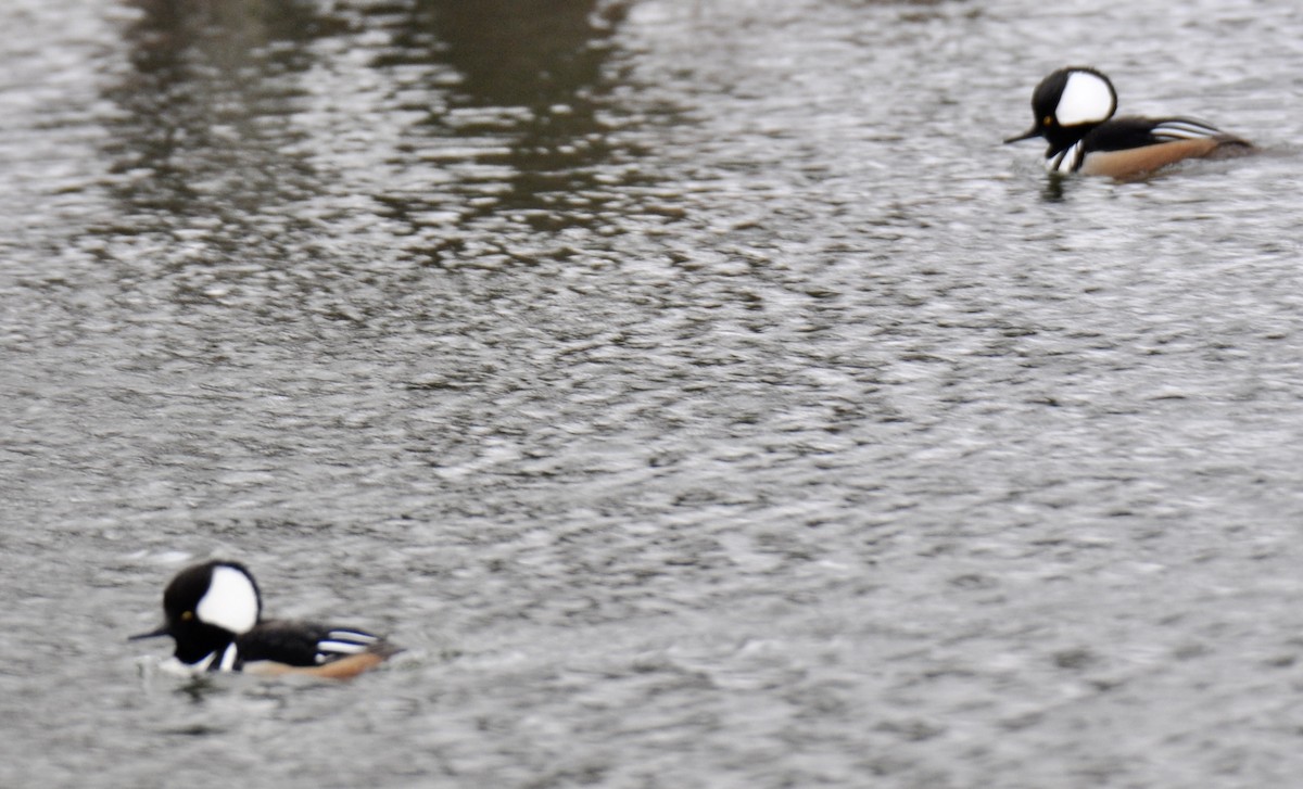 Hooded Merganser - MiMi Hoffmaster 🦩👀👂