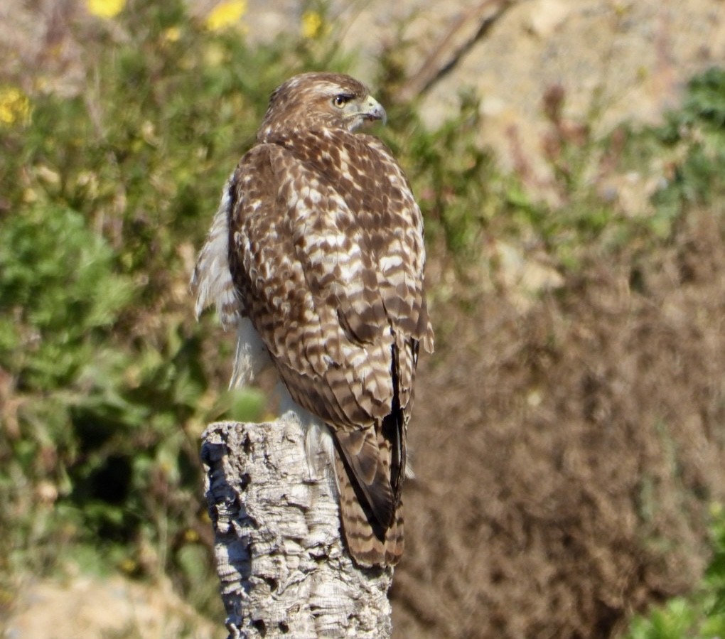 Red-tailed Hawk - ML423167131