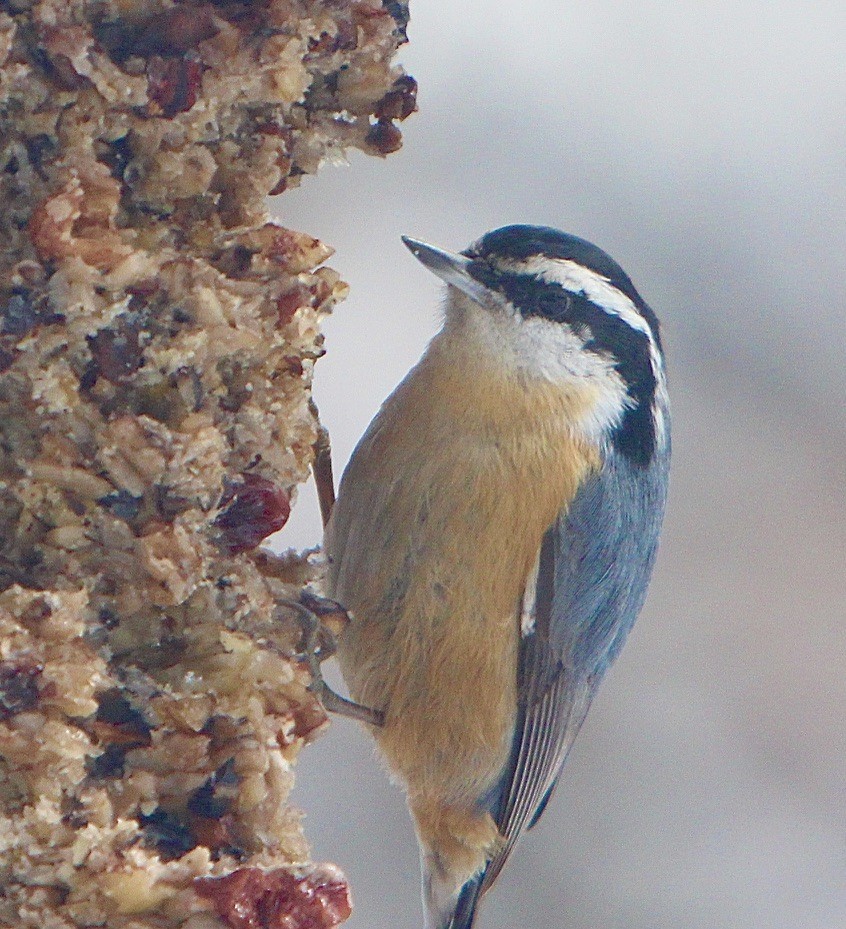 Red-breasted Nuthatch - ML423167181