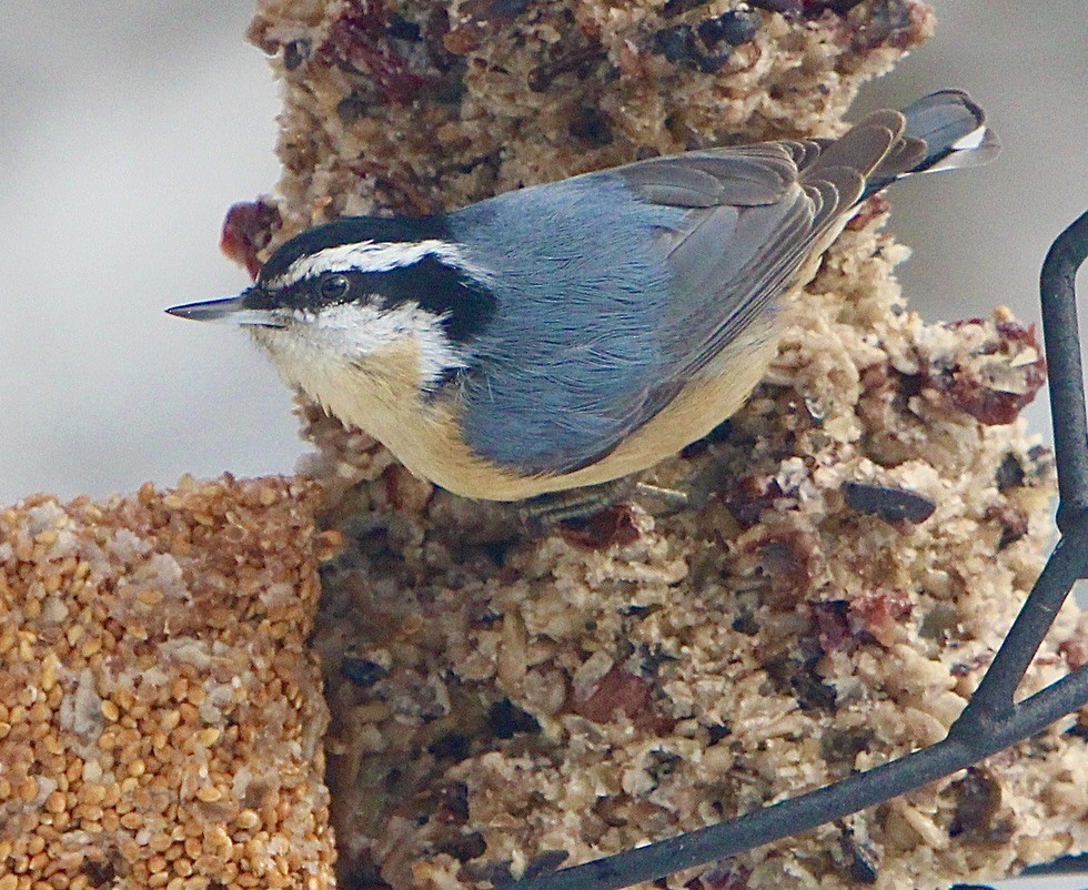 Red-breasted Nuthatch - ML423167251