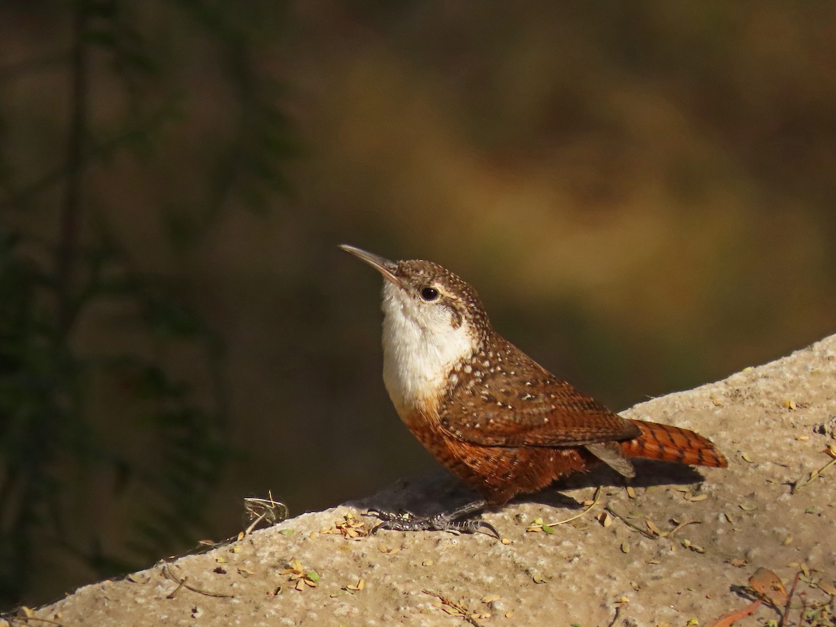 Canyon Wren - ML423167701