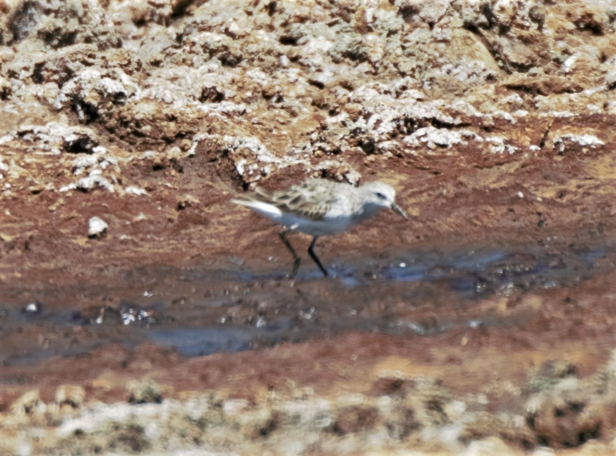 Temminck's Stint - ML423167801