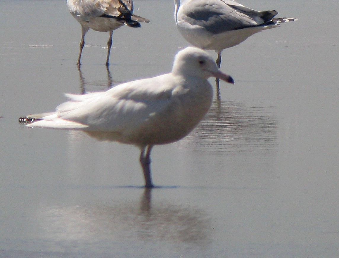 Glaucous Gull - ML423167951