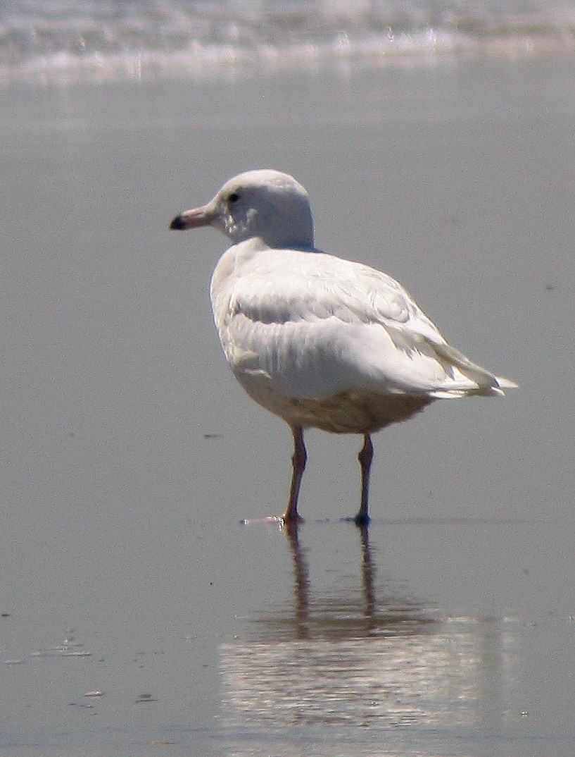 Glaucous Gull - ML423167991