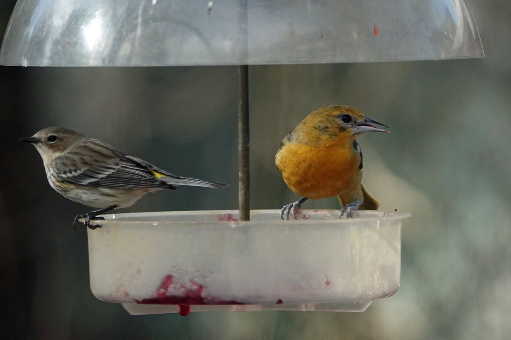 Baltimore Oriole - ML423168761