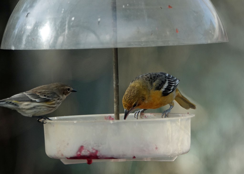 Baltimore Oriole - ML423168771