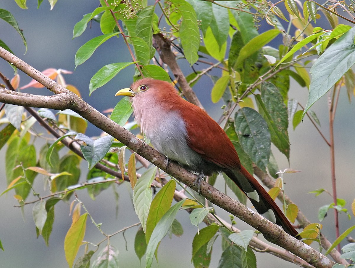 Squirrel Cuckoo - ML423168961