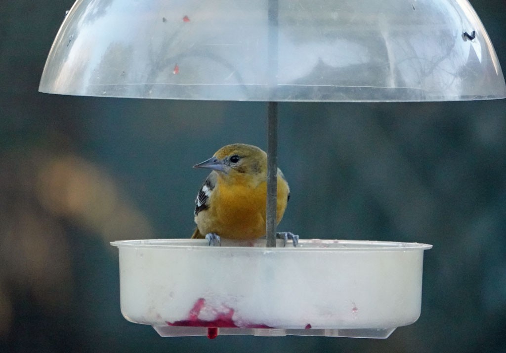 Baltimore Oriole - ML423169301