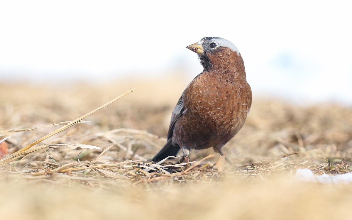 Gray-crowned Rosy-Finch - ML423170101