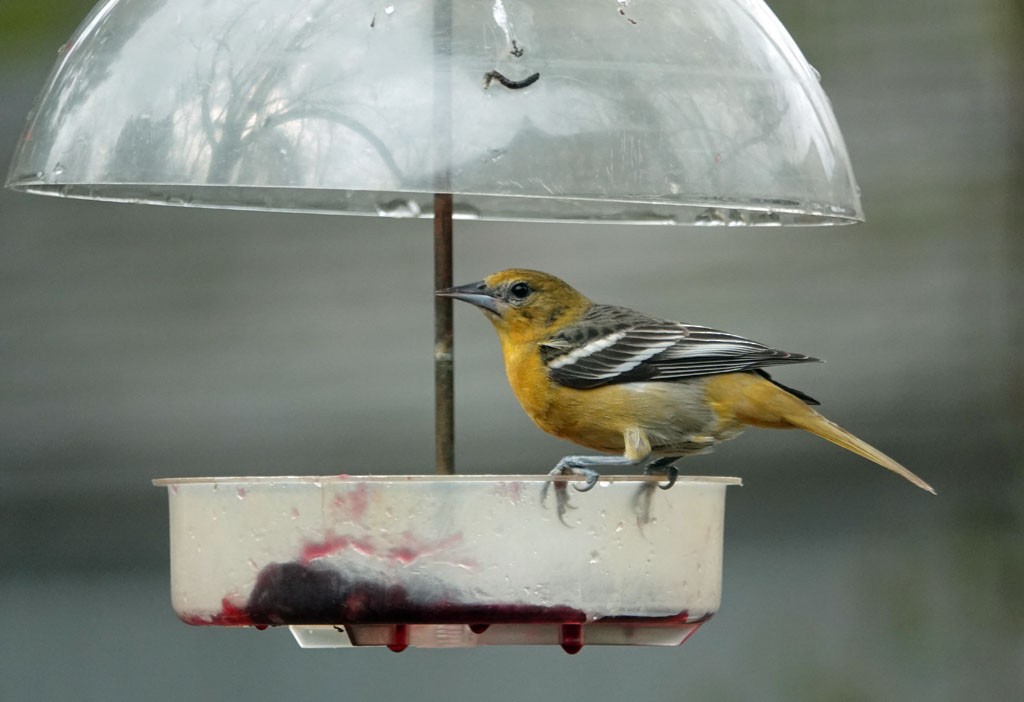 Baltimore Oriole - ML423170131