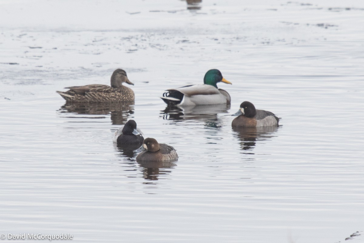 Greater Scaup - ML423170241