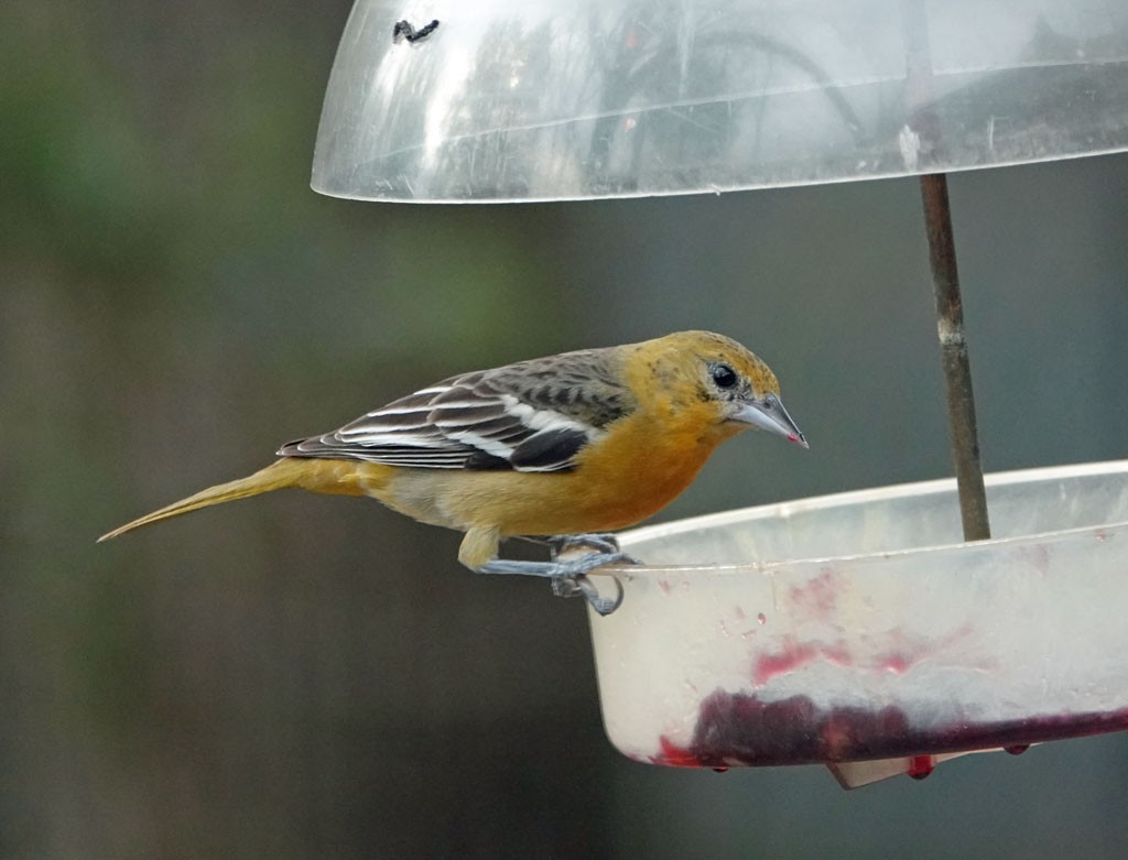 Baltimore Oriole - ML423170551