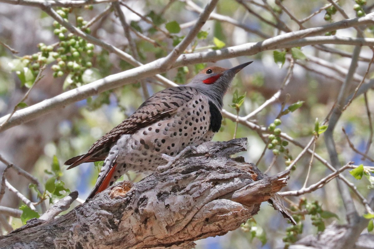 Northern Flicker (Red-shafted) - Richard Fray