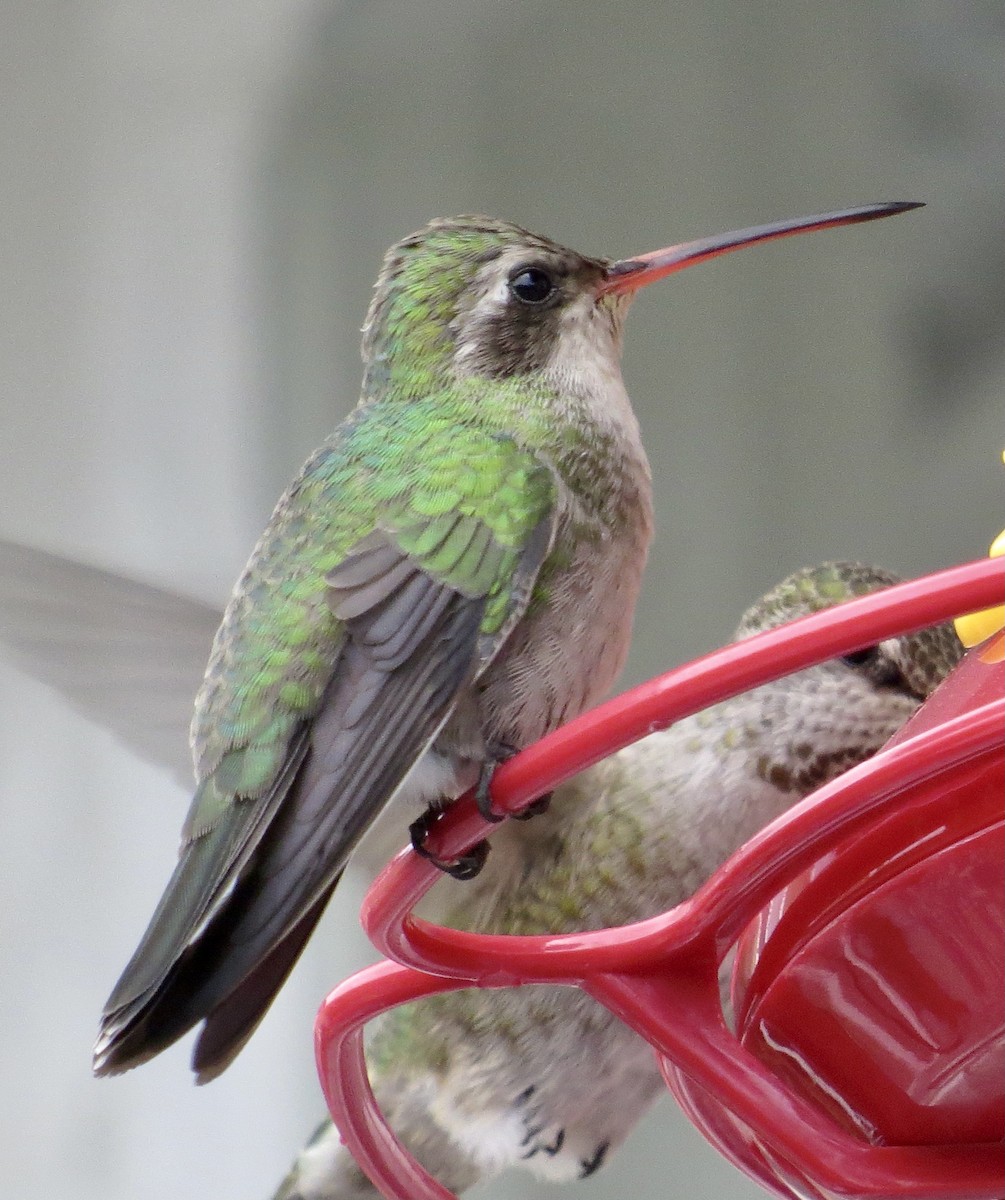 Broad-billed Hummingbird - ML423175171
