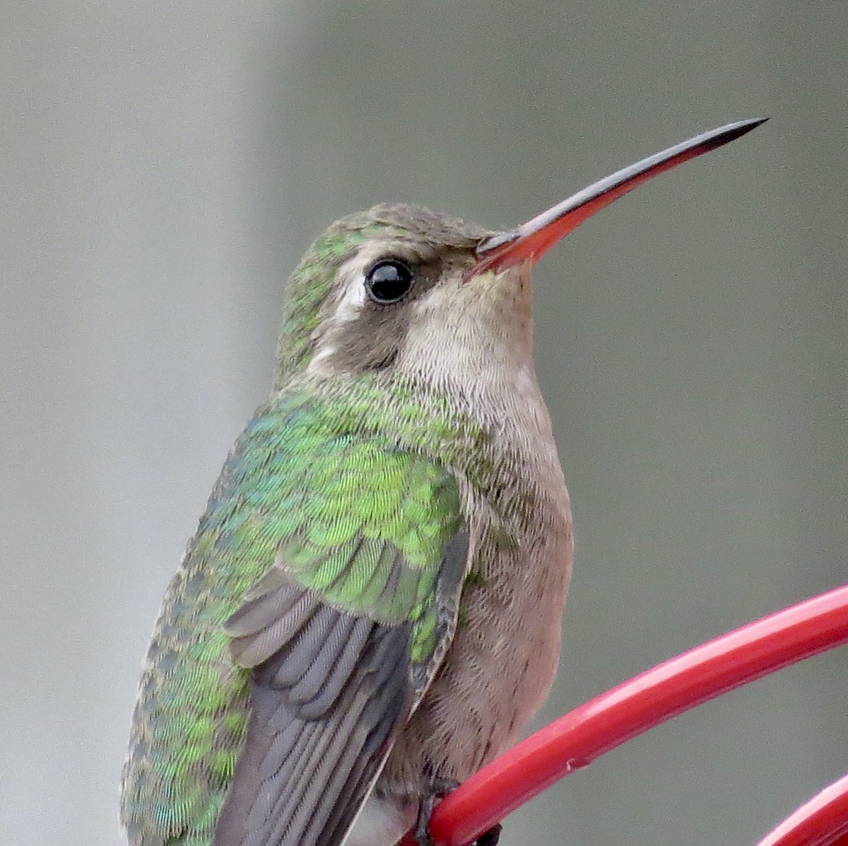 Broad-billed Hummingbird - ML423175201