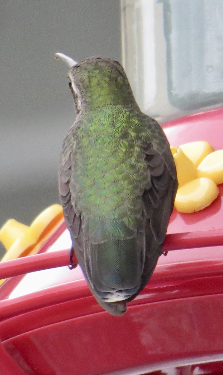 Broad-billed Hummingbird - ML423175241