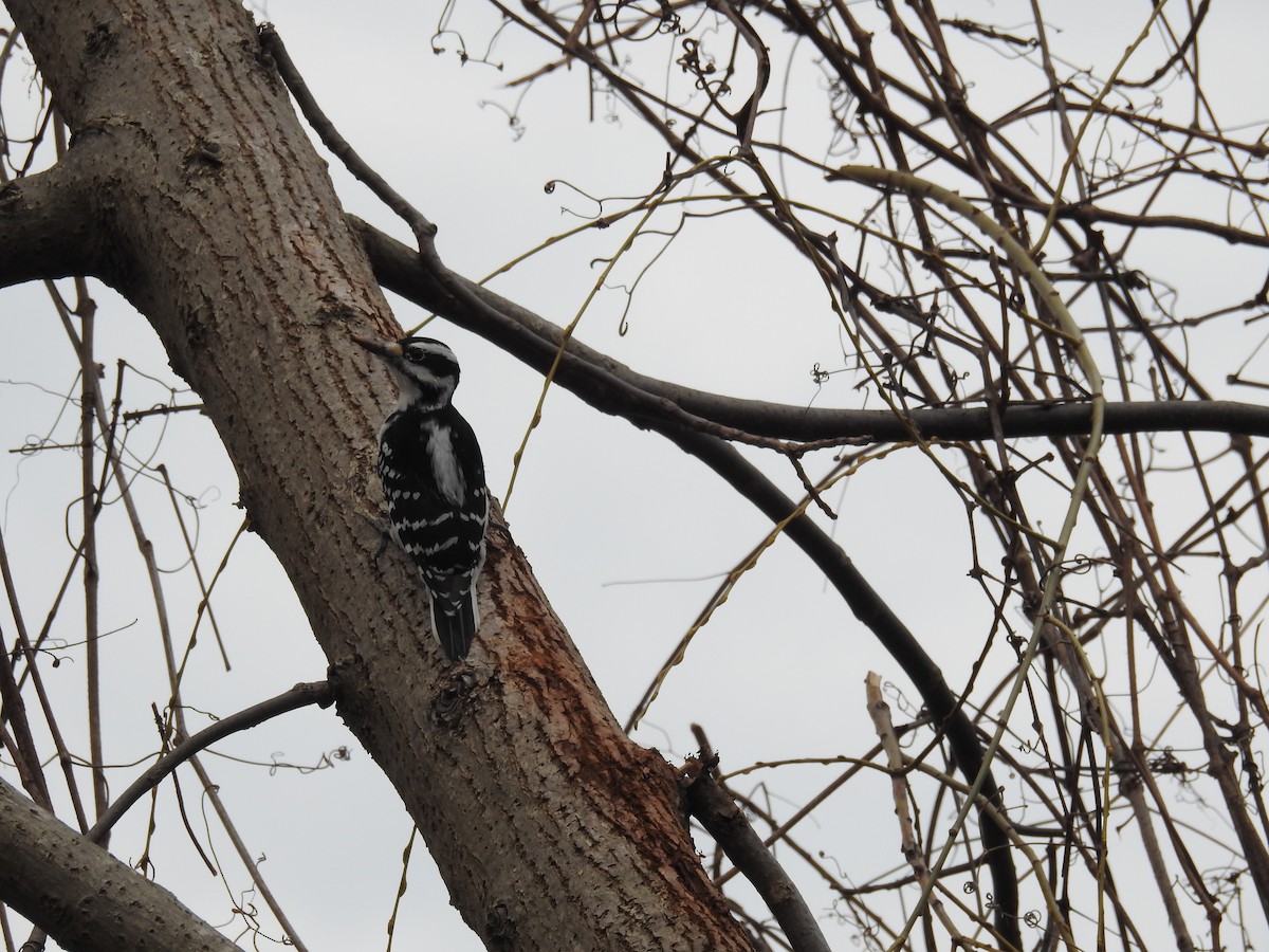 Hairy Woodpecker - Lisa Scheppke