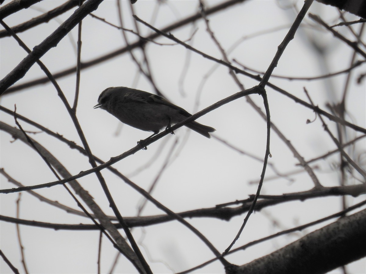 Golden-crowned Kinglet - ML423175551