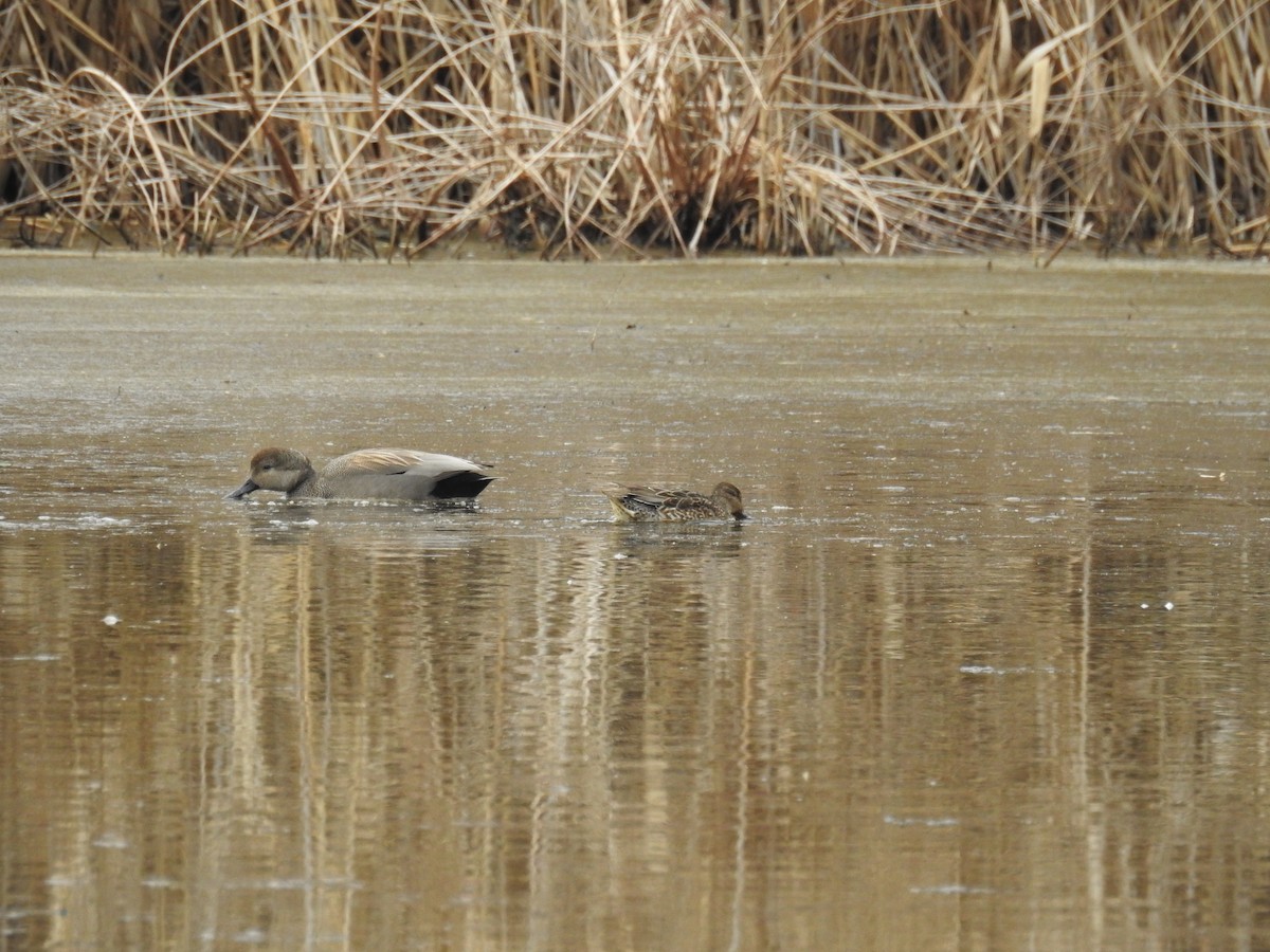 Green-winged Teal - ML423175841