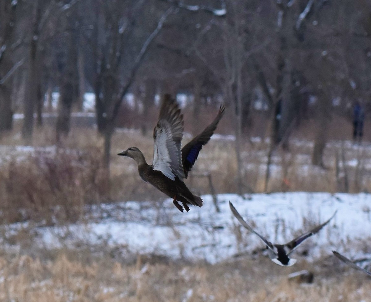 American Black Duck - ML423176111