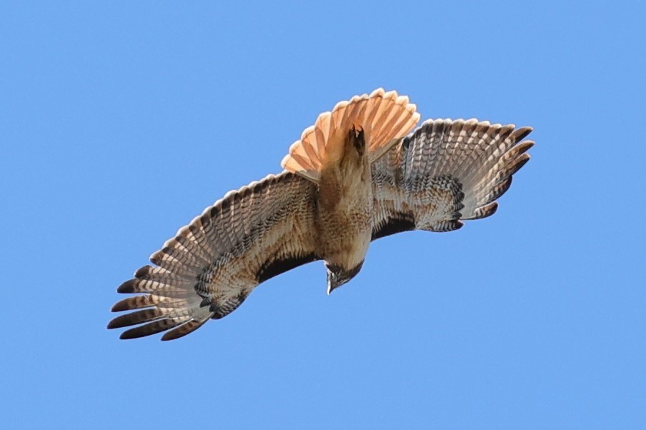 Red-tailed Hawk - ML423176621