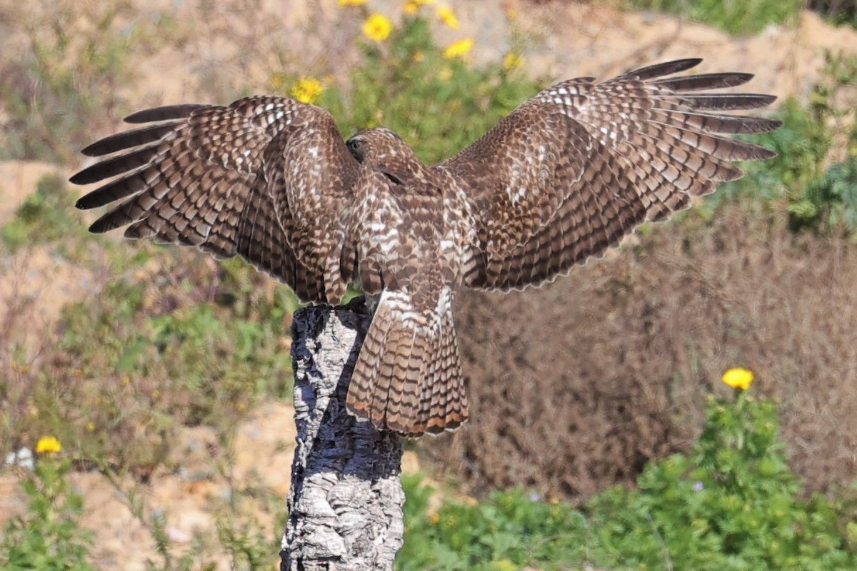 Red-tailed Hawk - ML423176771